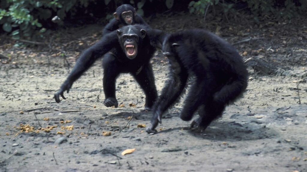 Brutal Facts About Chimpanzees