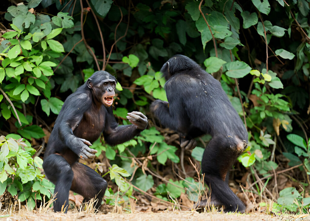 Brutal Facts About Chimpanzees