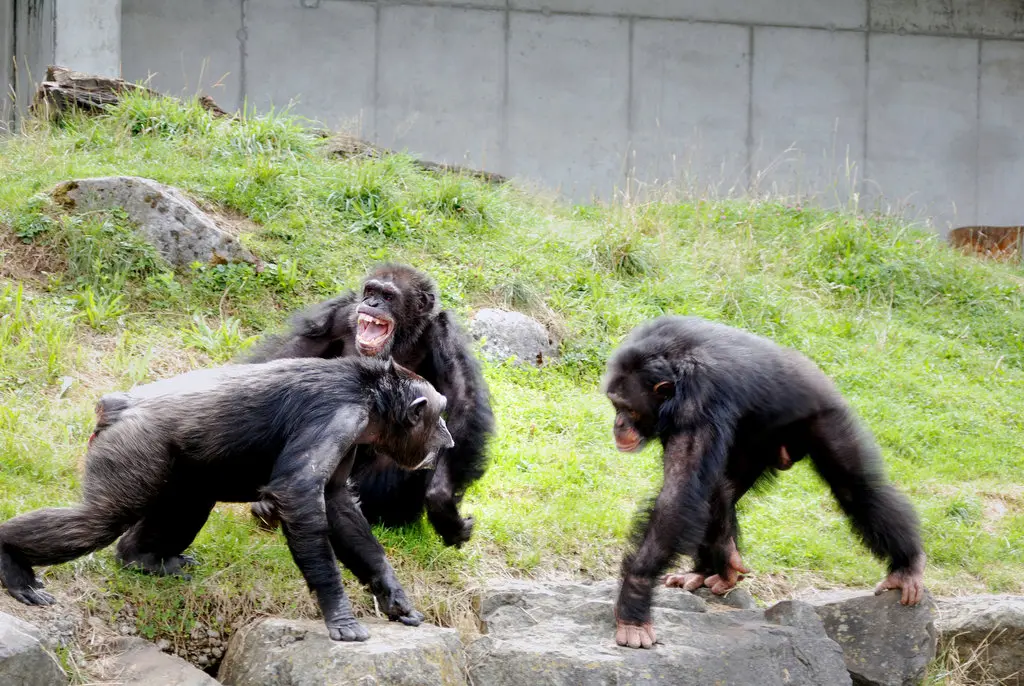 Brutal Facts About Chimpanzees