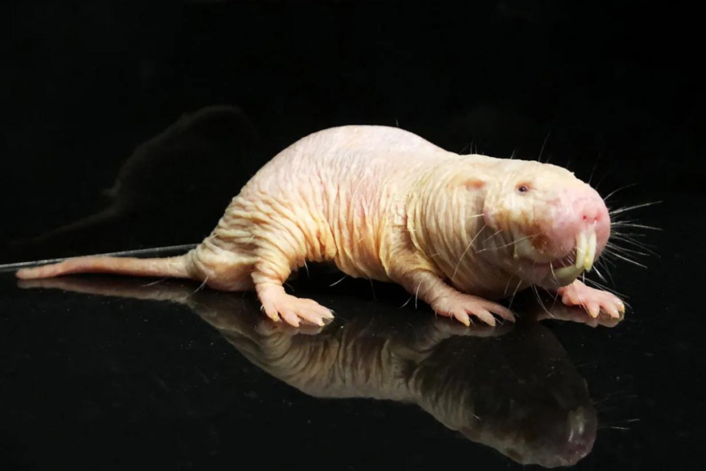 Forget Marvel—These Real Animals Have Rear Superpowers