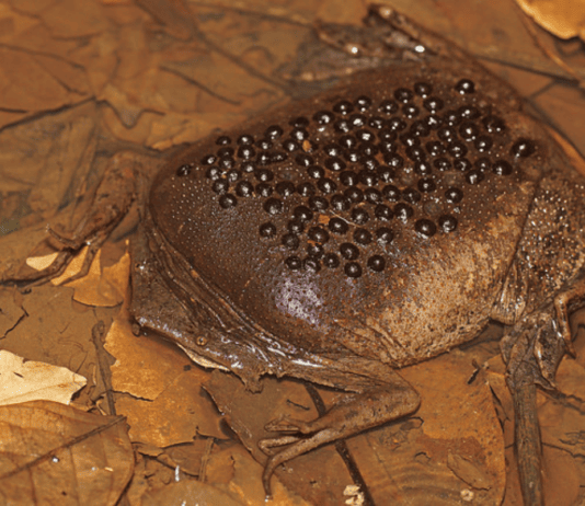 Gross Animals That Will Make You Say “Ew, Why?”