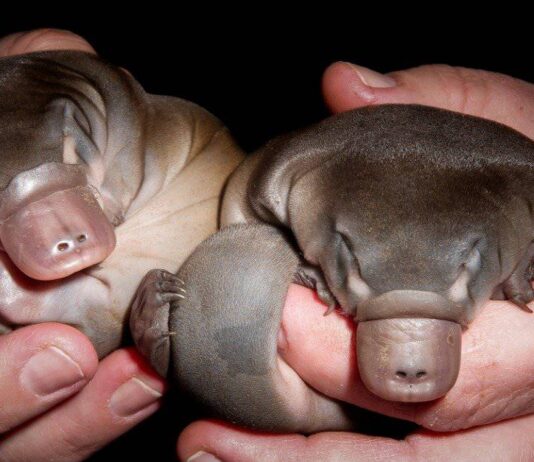 The Most Extreme Animal Babies In Nature