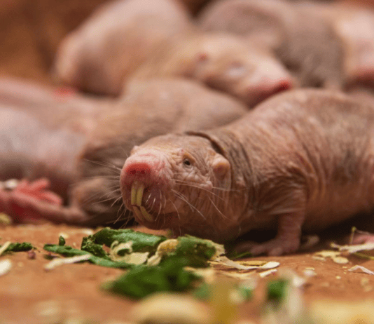 Things That Actually Survived the Asteroid That Took Out The Dinosaurs