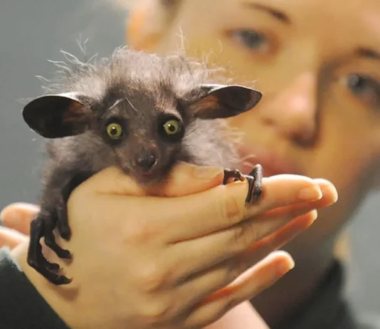 Rare Animal Species We Didn’t Realize Existed Until Today