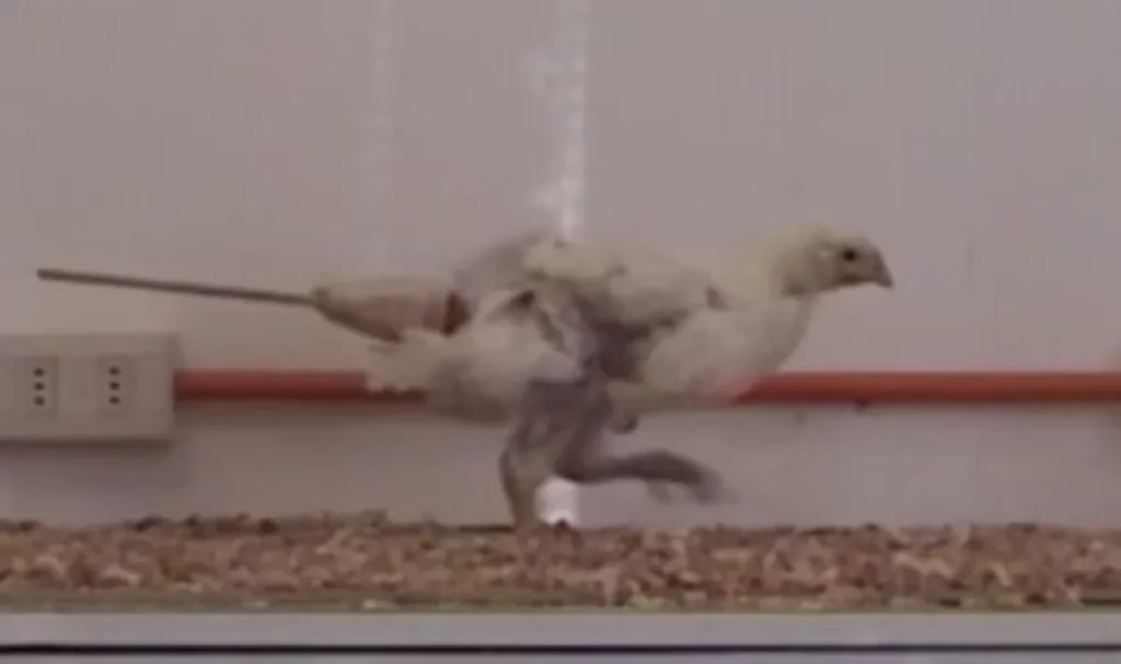 Here Are The Strangest Nobel Prize Research Projects