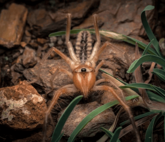 Little Known Facts About the Sahara Desert and Its Extreme Animals