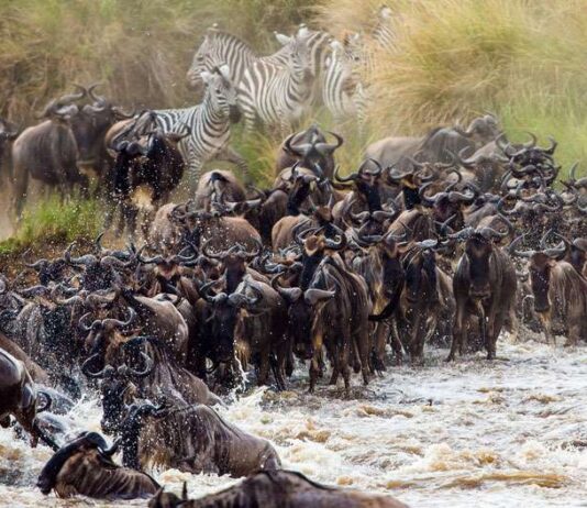 Extraordinary Animal Migration Journeys Across The World