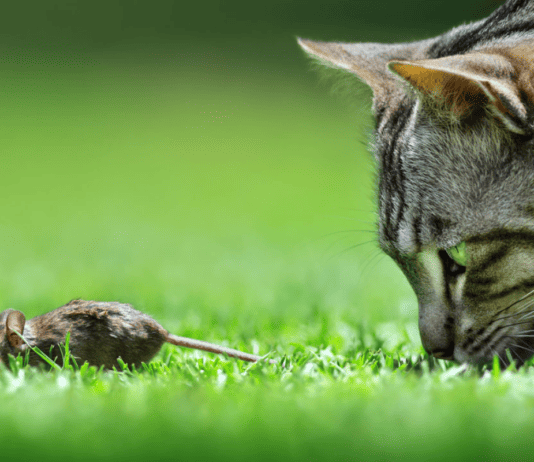 Zombies in Nature: Parasites and Diseases that Cause Zombie Effects