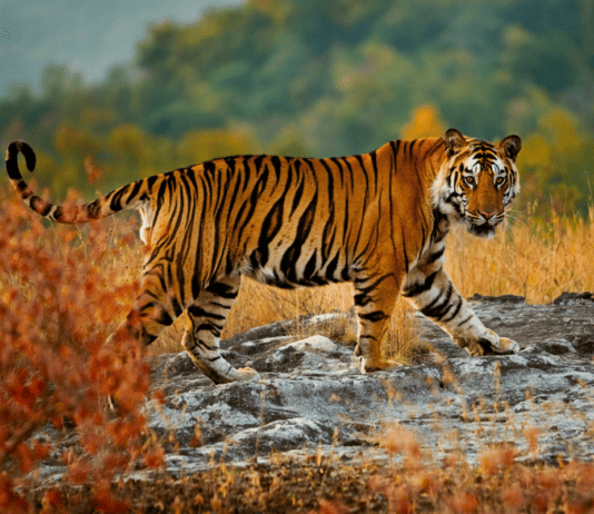 Finally, Some Good News: Positive Science Facts That Give Us Hope