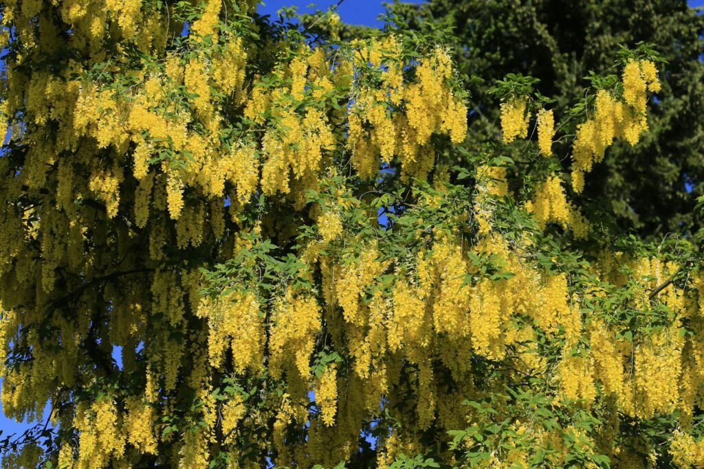 Stunning Yet Deadly: Ranking Nature’s 25 Most Poisonous Trees