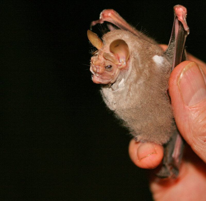 These Are The Ugliest Animals in the World (And We Can&#8217;t Look Away)