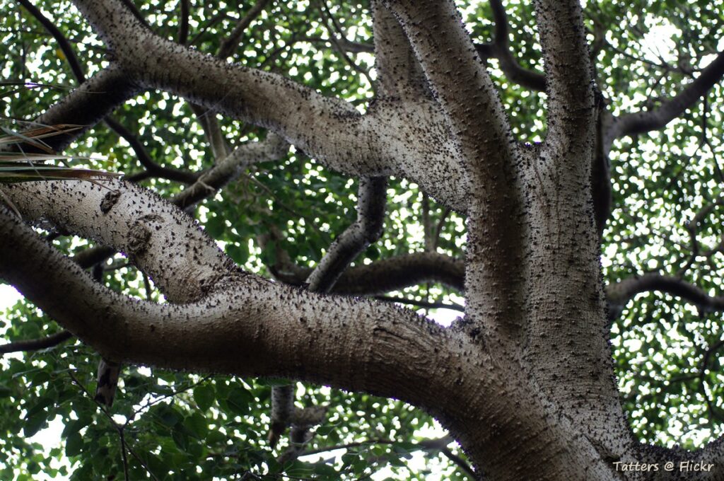Stunning Yet Deadly: Ranking Nature’s 25 Most Poisonous Trees