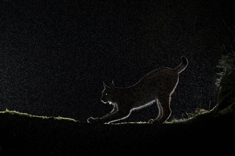 25 Unforgettable Wildlife Scenes from Siena’s Most Celebrated Photo Awards