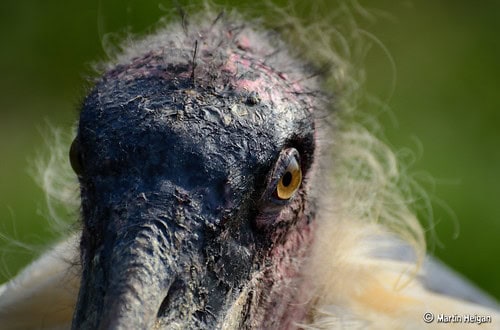 These Are The Ugliest Animals in the World (And We Can&#8217;t Look Away)