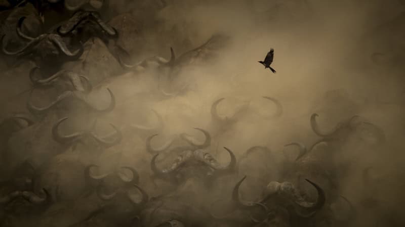 25 Unforgettable Wildlife Scenes from Siena’s Most Celebrated Photo Awards