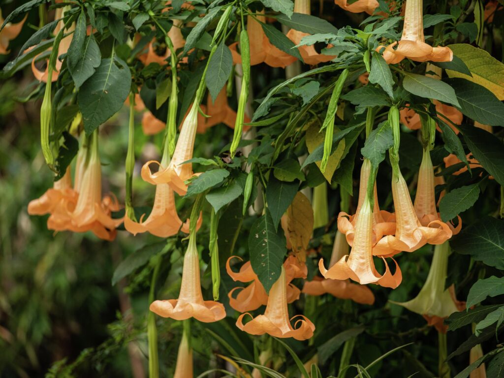 Stunning Yet Deadly: Ranking Nature’s 25 Most Poisonous Trees