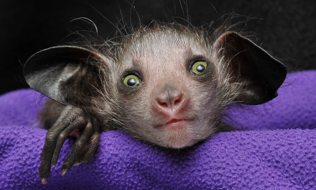 These Are The Ugliest Animals in the World (And We Can&#8217;t Look Away)