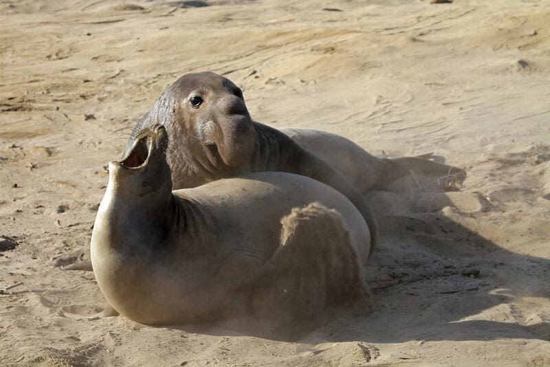 These Are The Ugliest Animals in the World (And We Can&#8217;t Look Away)