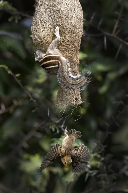 25 Unforgettable Wildlife Scenes from Siena’s Most Celebrated Photo Awards