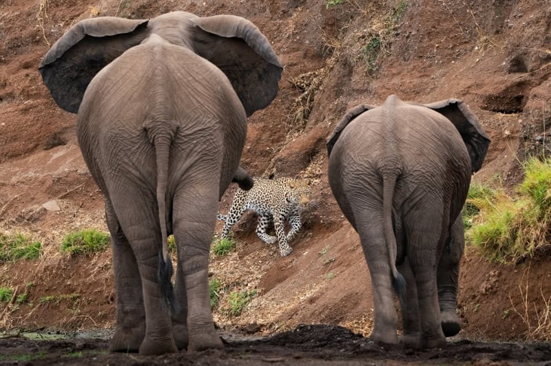 25 Unforgettable Wildlife Scenes from Siena’s Most Celebrated Photo Awards
