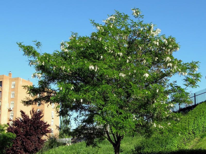 Stunning Yet Deadly: Ranking Nature’s 25 Most Poisonous Trees