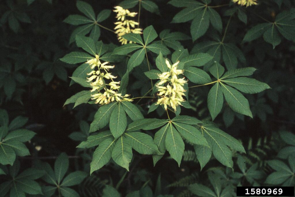 Stunning Yet Deadly: Ranking Nature’s 25 Most Poisonous Trees