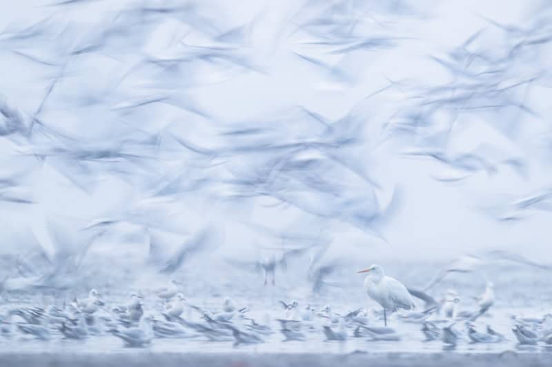 25 Unforgettable Wildlife Scenes from Siena’s Most Celebrated Photo Awards