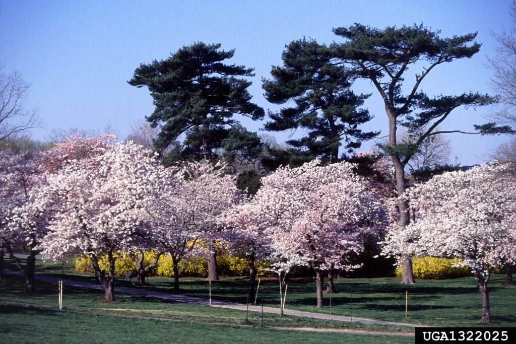 Stunning Yet Deadly: Ranking Nature’s 25 Most Poisonous Trees