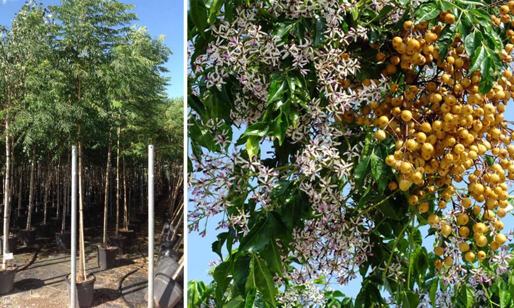 Stunning Yet Deadly: Ranking Nature’s 25 Most Poisonous Trees