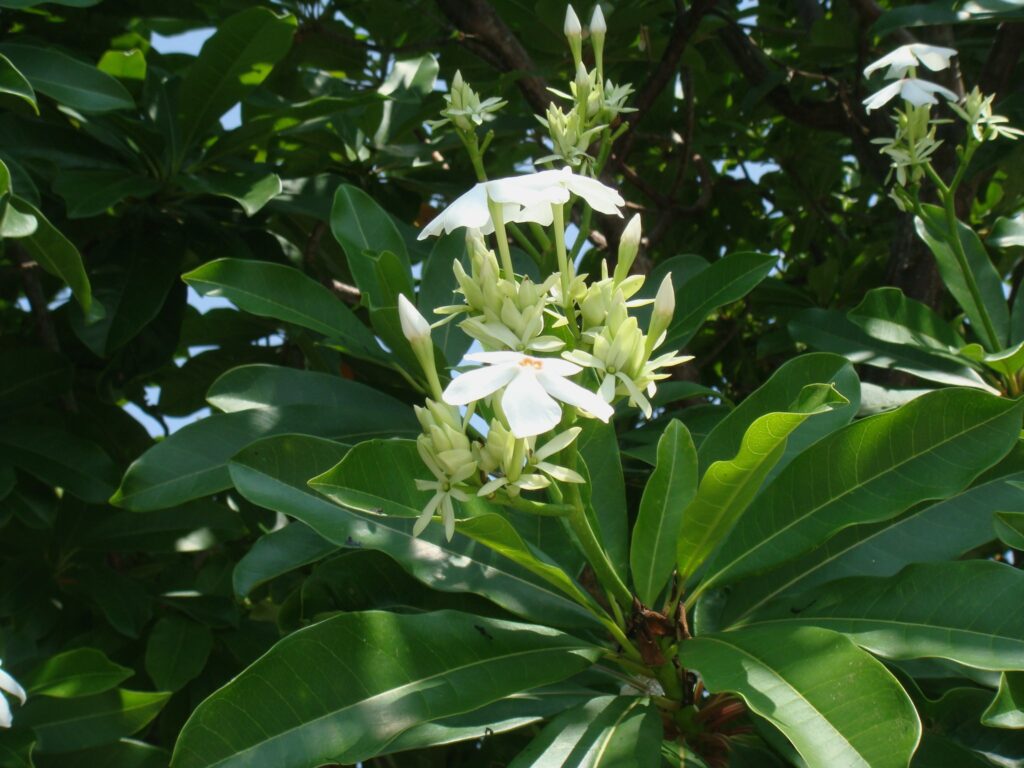 Stunning Yet Deadly: Ranking Nature’s 25 Most Poisonous Trees