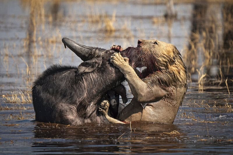 25 Unforgettable Wildlife Scenes from Siena’s Most Celebrated Photo Awards