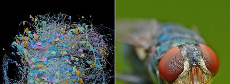 Complete Neural Map Of Fruit Fly Brain Created