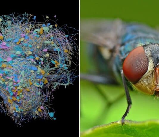 24 of the Biggest Science Milestones of 2024, Ranked by Impact