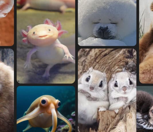 Survival of the Cutest: How Natural Selection Shaped Nature’s Most Charming Adaptations