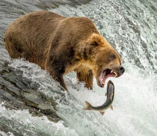 25 Unforgettable Wildlife Scenes from Siena’s Most Celebrated Photo Awards