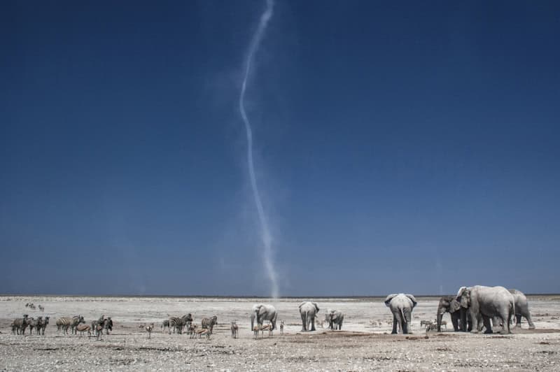 25 Unforgettable Wildlife Scenes from Siena’s Most Celebrated Photo Awards