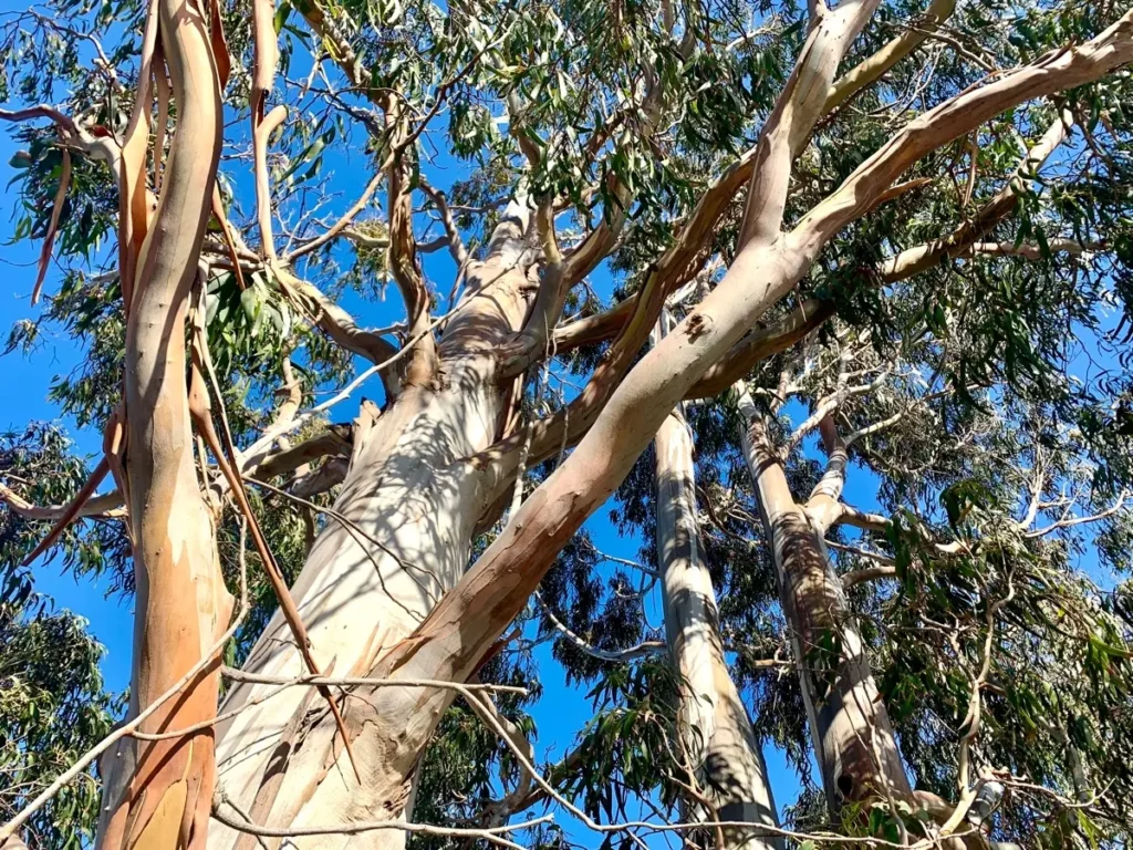 Stunning Yet Deadly: Ranking Nature’s 25 Most Poisonous Trees