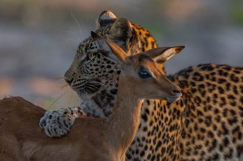 25 Unforgettable Wildlife Scenes from Siena’s Most Celebrated Photo Awards