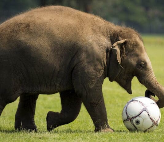 38 Common Animal Misconceptions You Probably Still Believe