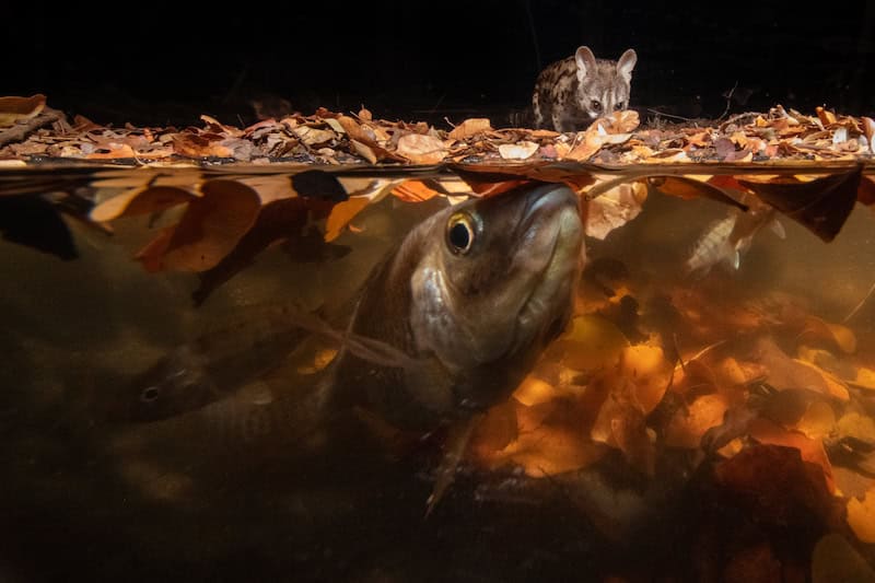 25 Unforgettable Wildlife Scenes from Siena’s Most Celebrated Photo Awards