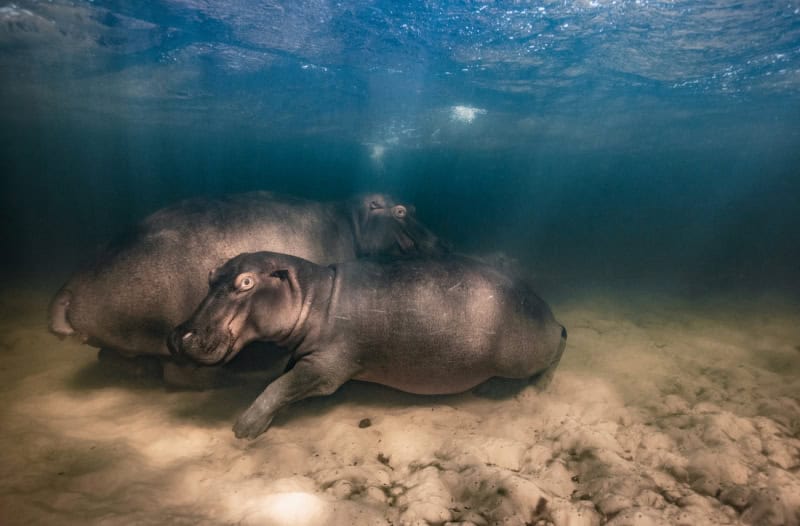25 Unforgettable Wildlife Scenes from Siena’s Most Celebrated Photo Awards