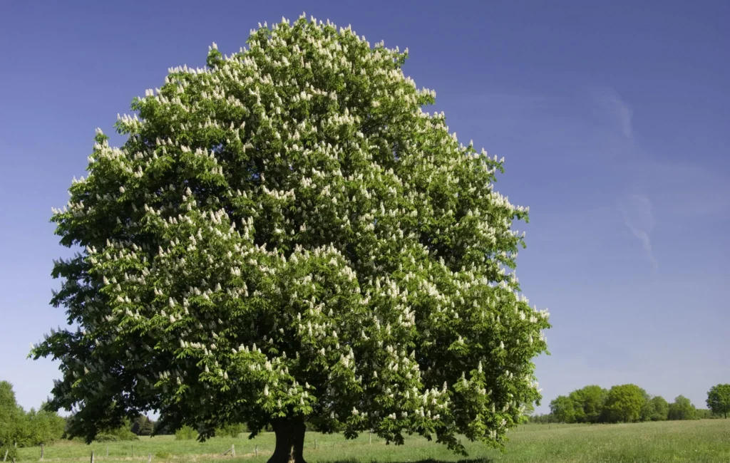 Stunning Yet Deadly: Ranking Nature’s 25 Most Poisonous Trees
