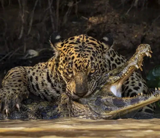 A Year in Science: The Most Powerful Photos of 2024