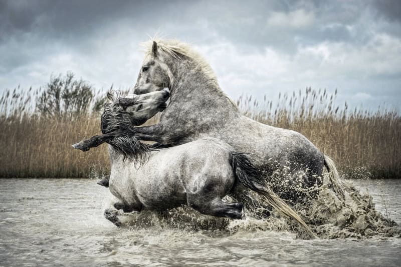 25 Unforgettable Wildlife Scenes from Siena’s Most Celebrated Photo Awards