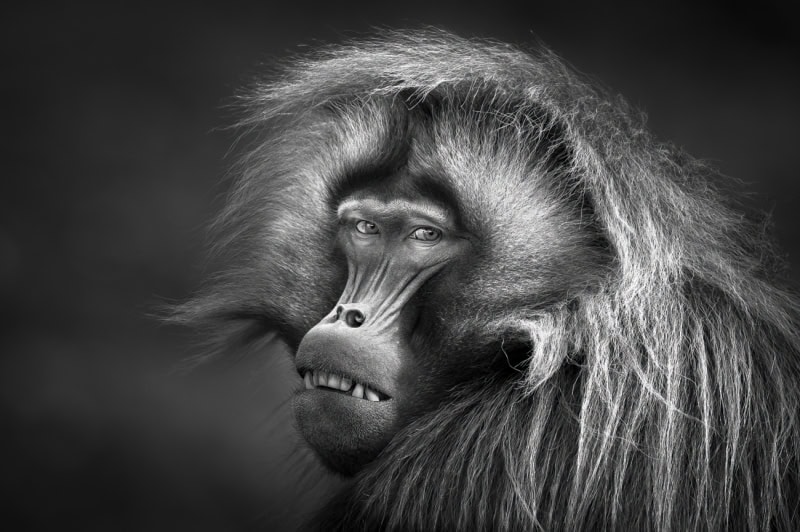 25 Unforgettable Wildlife Scenes from Siena’s Most Celebrated Photo Awards