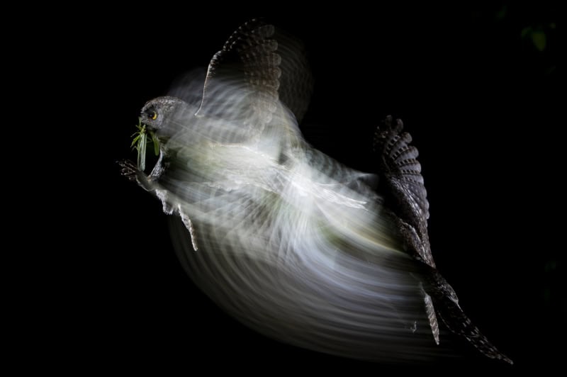 25 Unforgettable Wildlife Scenes from Siena’s Most Celebrated Photo Awards