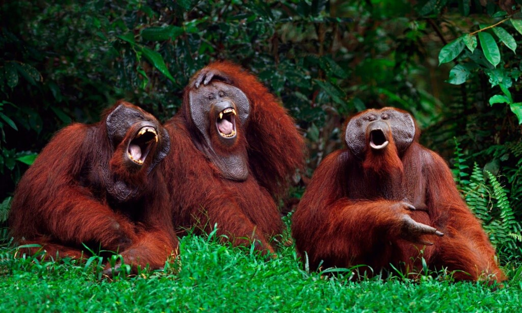 These Are The Ugliest Animals in the World (And We Can&#8217;t Look Away)