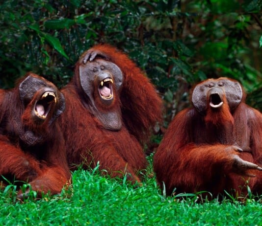 These Are The Ugliest Animals in the World (And We Can’t Look Away)