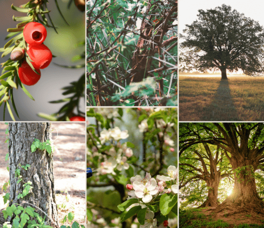 Stunning Yet Deadly: Ranking Nature’s 25 Most Poisonous Trees