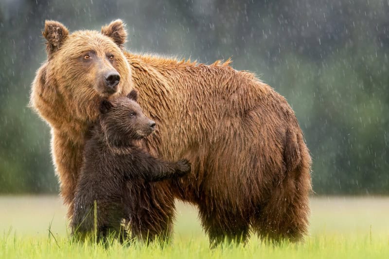25 Unforgettable Wildlife Scenes from Siena’s Most Celebrated Photo Awards